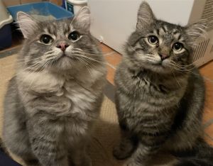 Percy &amp; Prince Maine Coon Cat