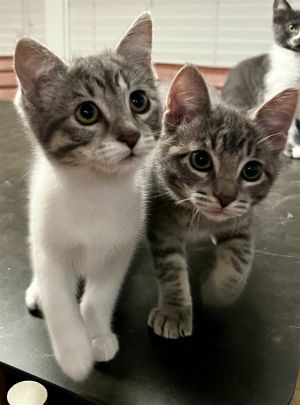 Meet the cutest 10 week old siblings Jack and Jill We are a wonderful pair who need a loving forev