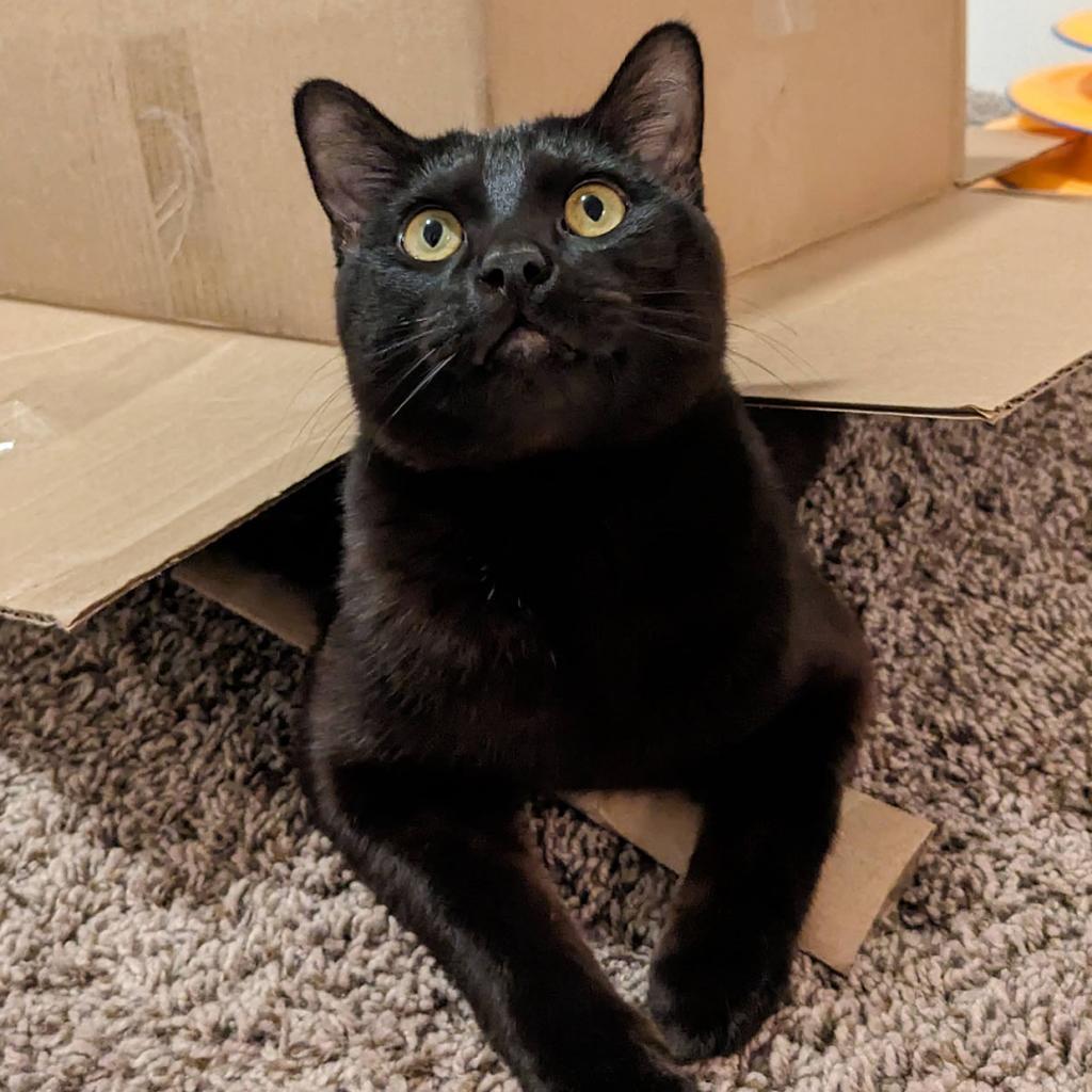 Diddy Kong, an adoptable Domestic Short Hair in Salt Lake City, UT, 84106 | Photo Image 2