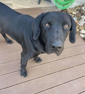Bob Barker, Adult Male Labrador Retriever