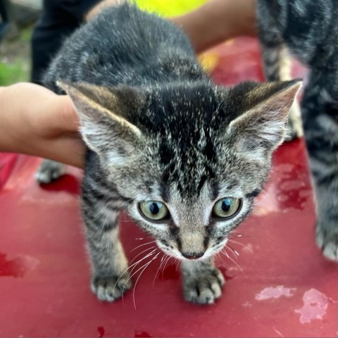 Asher, an adoptable Domestic Short Hair in Kingman, KS, 67068 | Photo Image 2