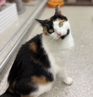 Queen RM, Adult Female Domestic Short Hair