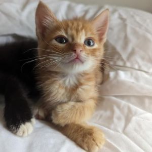 Gentle Ginger who loves to chase his sister around and entertain himself with hi