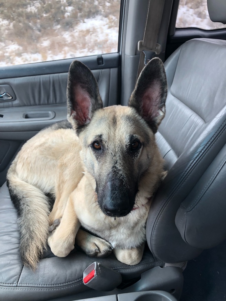 Roxy, an adoptable German Shepherd Dog in Salt Lake City, UT, 84117 | Photo Image 1