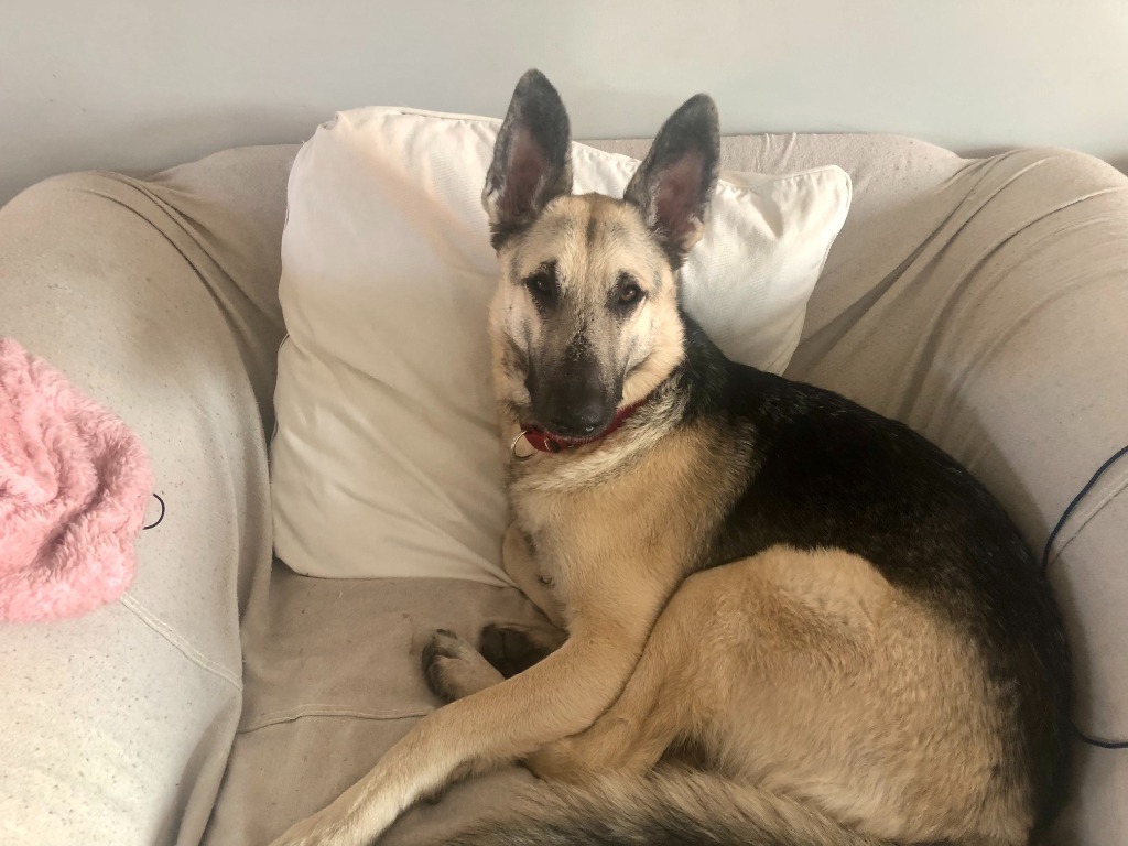 Roxy, an adoptable German Shepherd Dog in Salt Lake City, UT, 84117 | Photo Image 2
