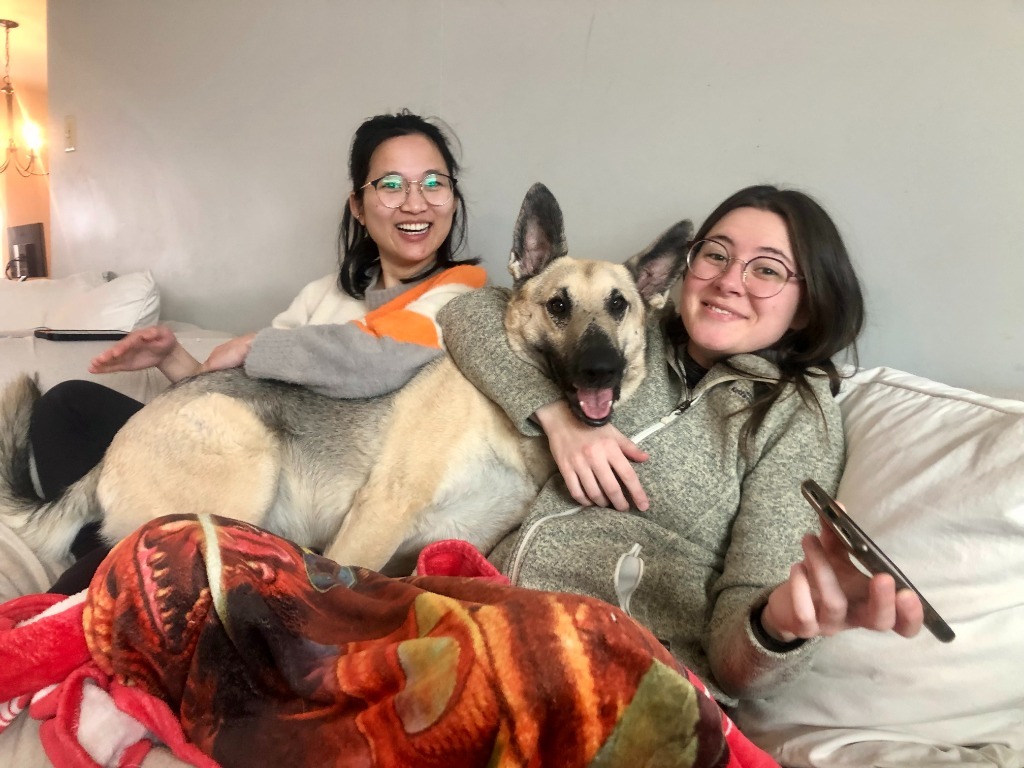 Roxy, an adoptable German Shepherd Dog in Salt Lake City, UT, 84117 | Photo Image 3