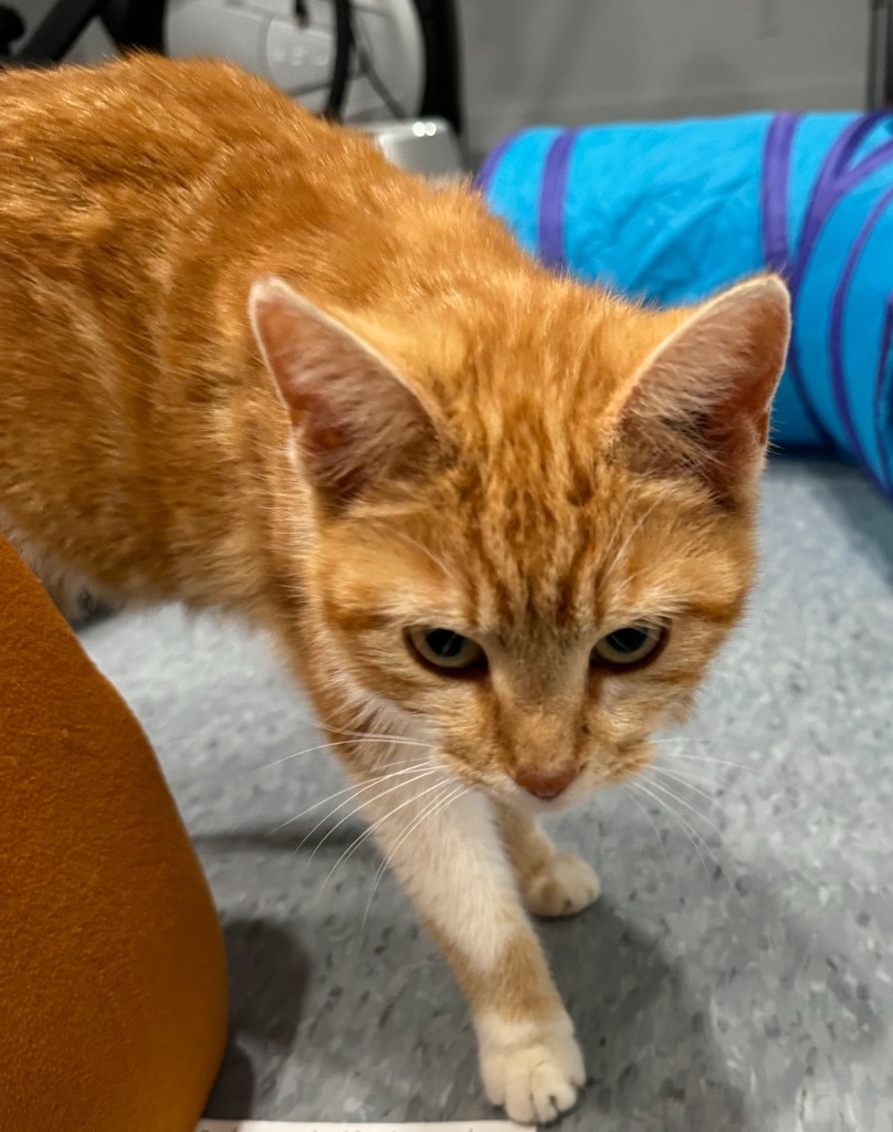 Mama Pretty Girl, an adoptable Domestic Short Hair in Brainardsville, NY, 12915 | Photo Image 1