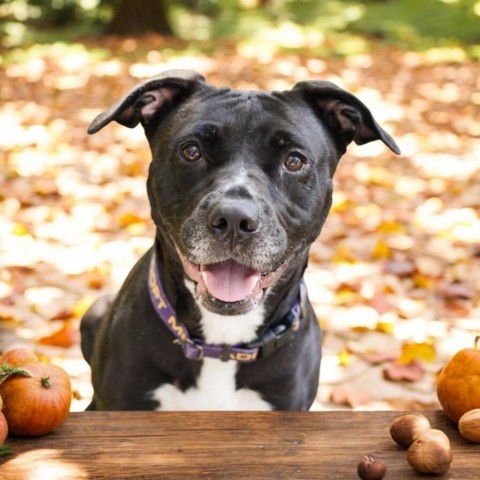 Phoenix, an adoptable Mixed Breed in Grand Rapids, MI, 49534 | Photo Image 1