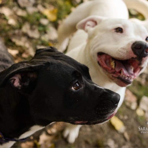 Phoenix, an adoptable Mixed Breed in Grand Rapids, MI, 49534 | Photo Image 2