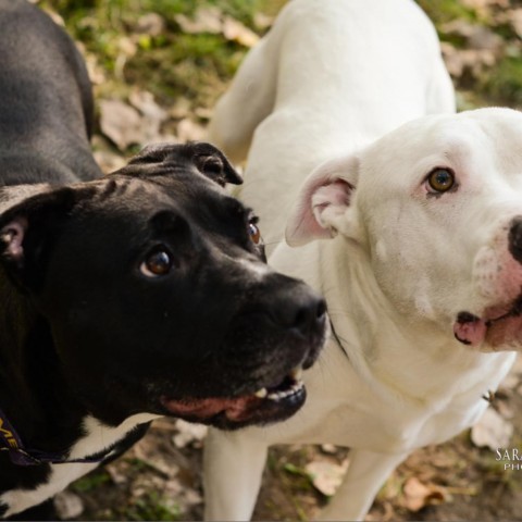 Phoenix, an adoptable Mixed Breed in Grand Rapids, MI, 49534 | Photo Image 3