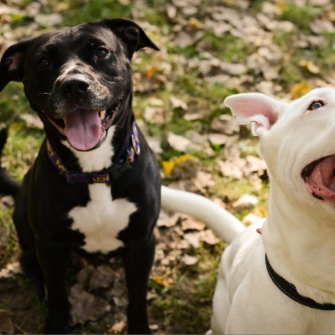 Phoenix, an adoptable Mixed Breed in Grand Rapids, MI, 49534 | Photo Image 4