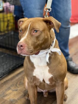 Gabe, Adult Male Staffordshire Bull Terrier