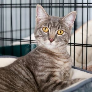 Magik is a curious playful engaged kitty who is sweet with humans and gets along with other cats 