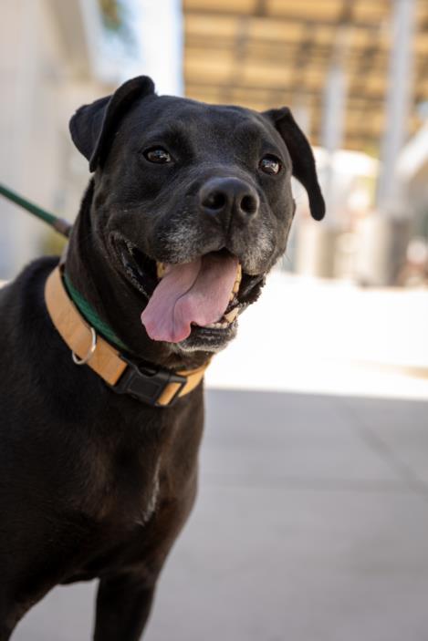 PANTHER, an adoptable Labrador Retriever, Pit Bull Terrier in Las Vegas, NV, 89101 | Photo Image 1