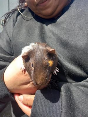 Hi there My name is Bicycle and Im a guinea pig who is looking for a forever h