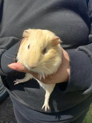 Hi there My name is Scooter and Im a guinea pig who is looking for a forever h