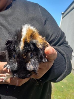 Hi there My name is Skate and Im a guinea pig who is looking for a forever hom
