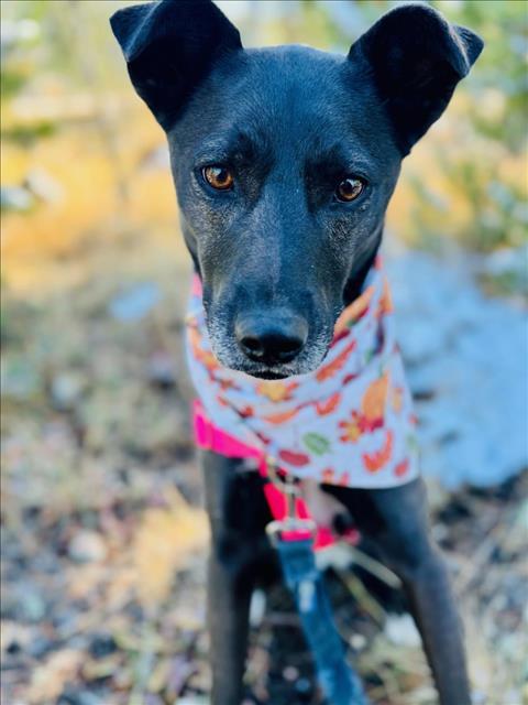 SHELBY, an adoptable Australian Cattle Dog / Blue Heeler, Husky in Frisco, CO, 80443 | Photo Image 1