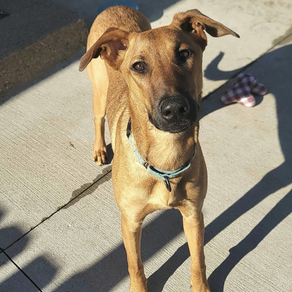 Tala, an adoptable Doberman Pinscher, Belgian Shepherd / Malinois in Rockland, WI, 54653 | Photo Image 1