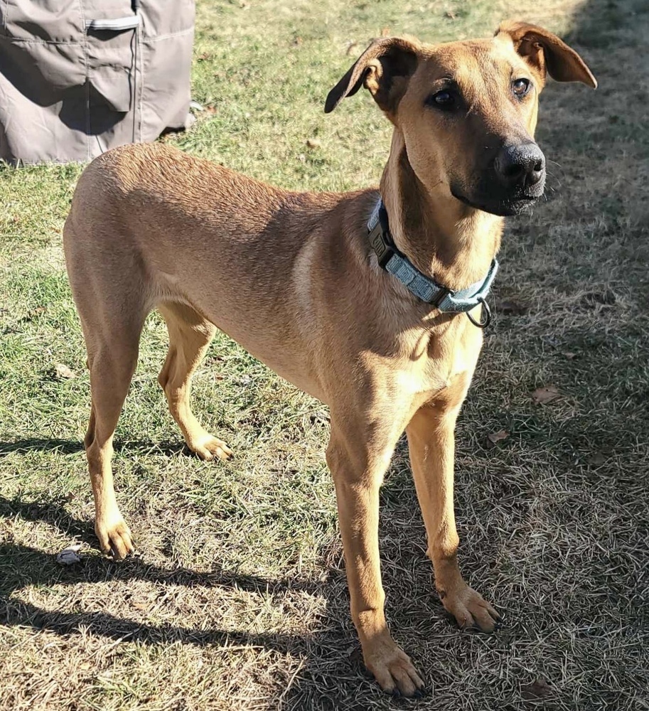 Tala, an adoptable Doberman Pinscher, Belgian Shepherd / Malinois in Rockland, WI, 54653 | Photo Image 2