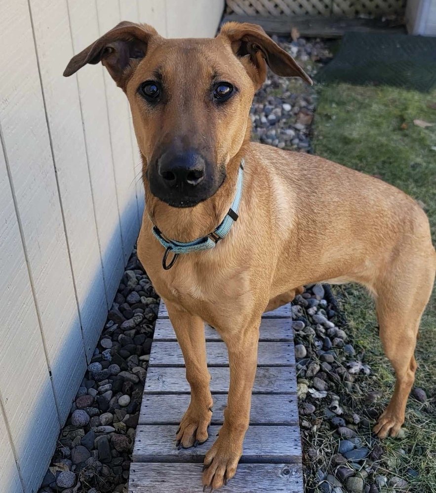 Tala, an adoptable Doberman Pinscher, Belgian Shepherd / Malinois in Rockland, WI, 54653 | Photo Image 3