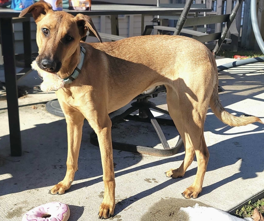 Tala, an adoptable Doberman Pinscher, Belgian Shepherd / Malinois in Rockland, WI, 54653 | Photo Image 5