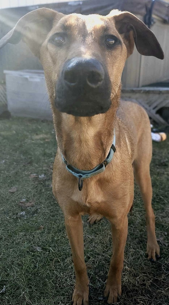 Tala, an adoptable Doberman Pinscher, Belgian Shepherd / Malinois in Rockland, WI, 54653 | Photo Image 6