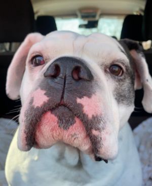 Special needs sweetheart Boomer does well on car rides he will lay down and sta