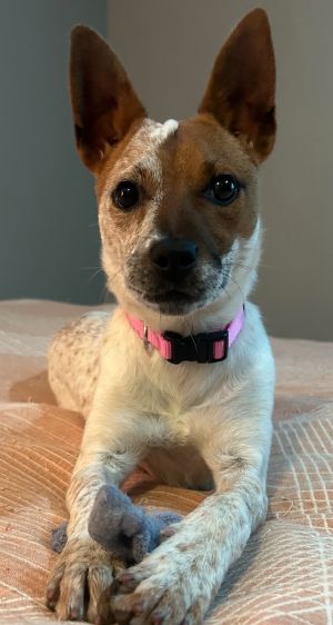 Jovie is a 6-9 month old Australian Cattle Dog Fox Terrier Mix Currently weigh