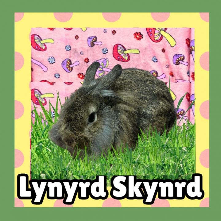 Lynyrd Skynyrd 4