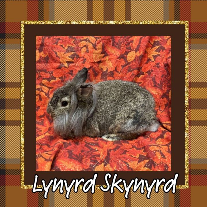 Lynyrd Skynyrd 6