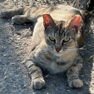 Chuka, Young Female unknown