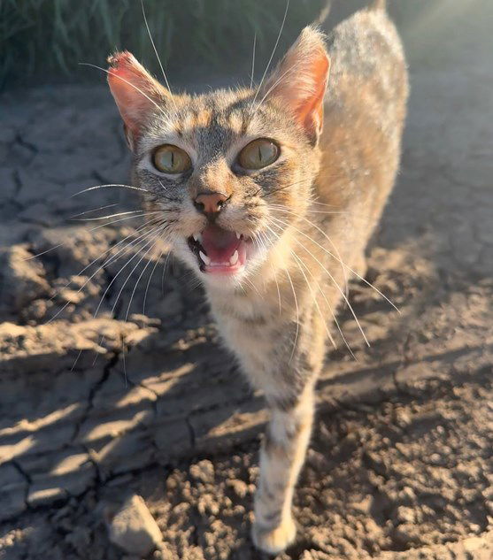 Chuka, an adoptable Torbie, Domestic Short Hair in San Jose, CA, 95112 | Photo Image 2
