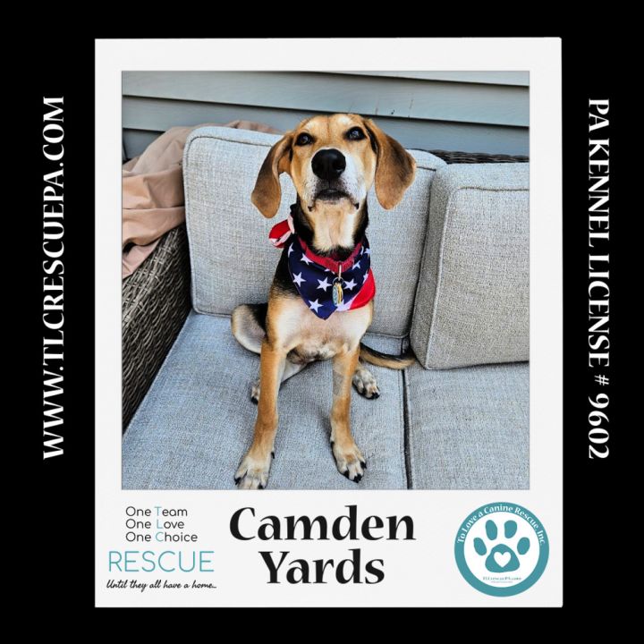 Camden Yards (Ballpark Pups) 050424 1