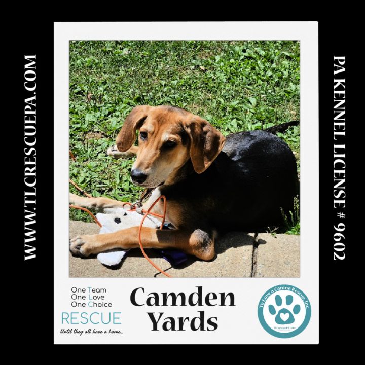 Camden Yards (Ballpark Pups) 050424 2