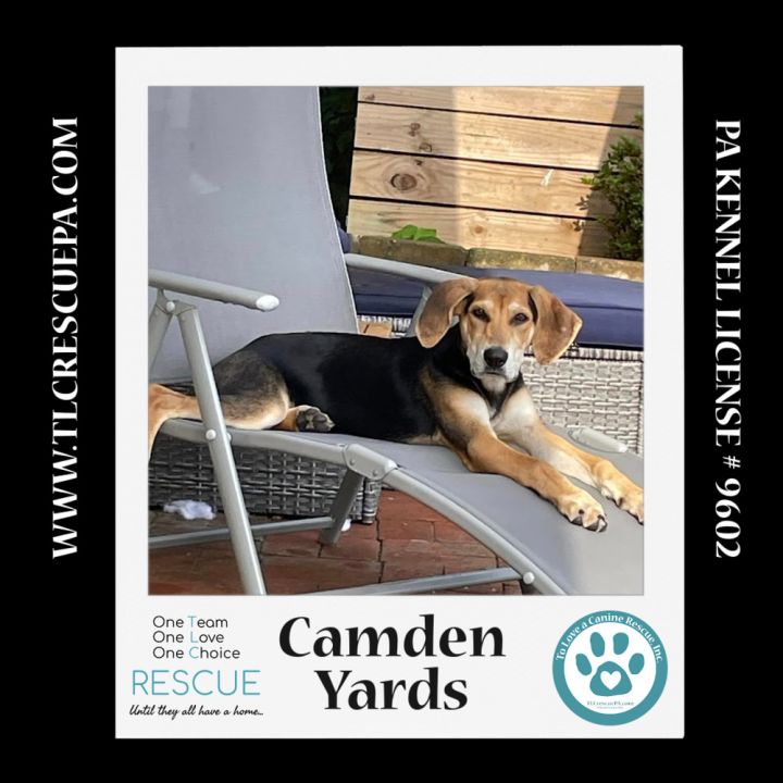 Camden Yards (Ballpark Pups) 050424 3