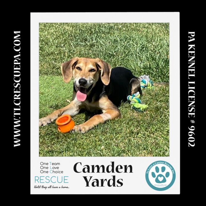 Camden Yards (Ballpark Pups) 050424 4