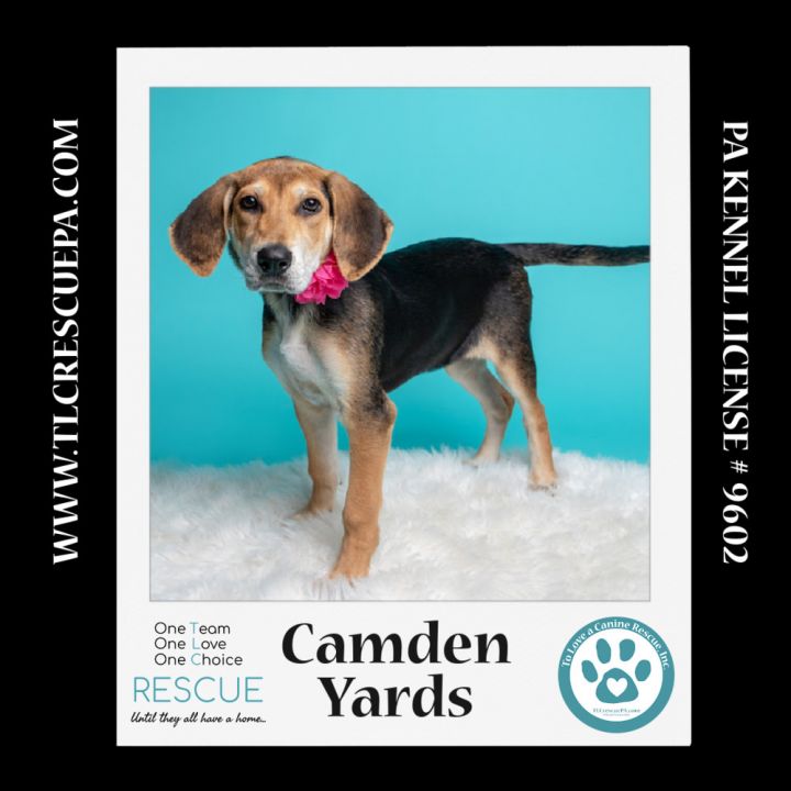 Camden Yards (Ballpark Pups) 050424 6