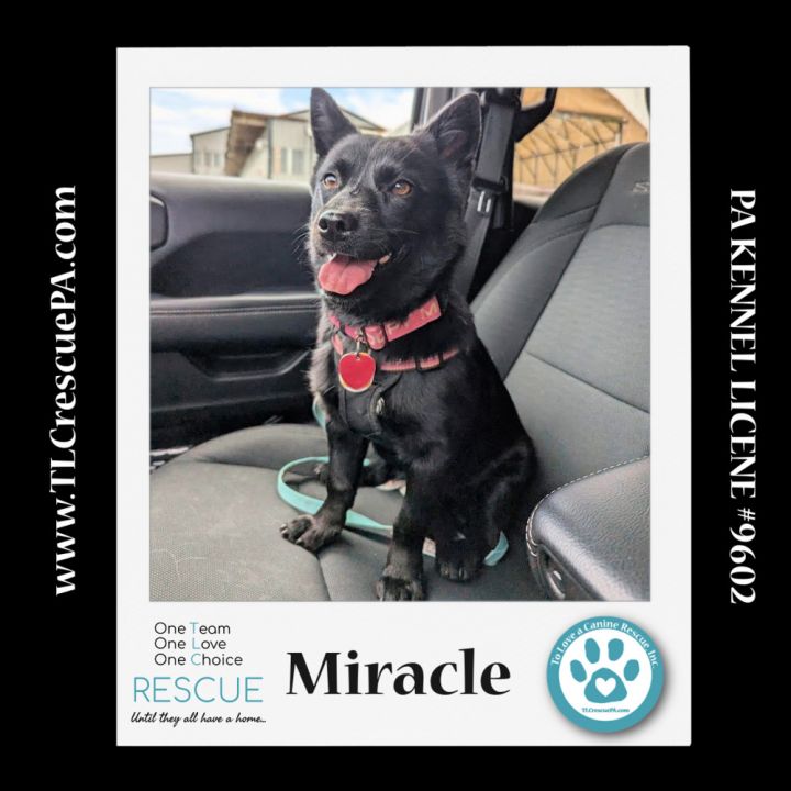 Miracle (aka Kitty) 040624 1