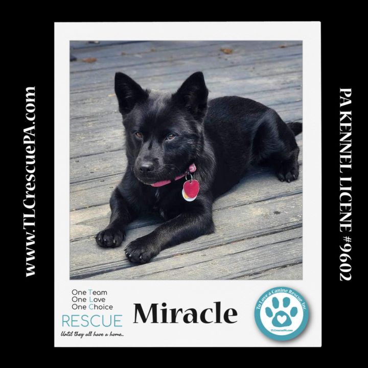 Miracle (aka Kitty) 040624 2