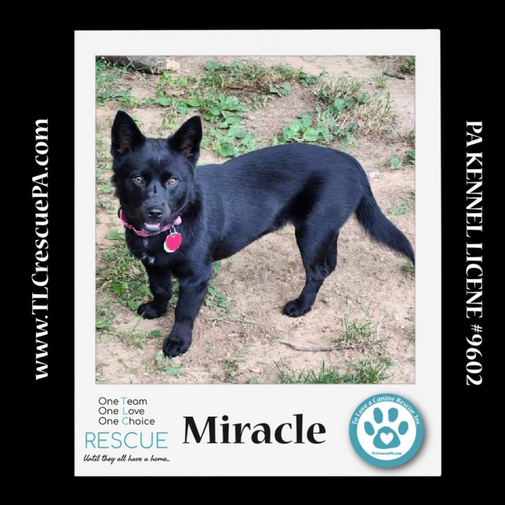 Miracle (aka Kitty) 040624 3