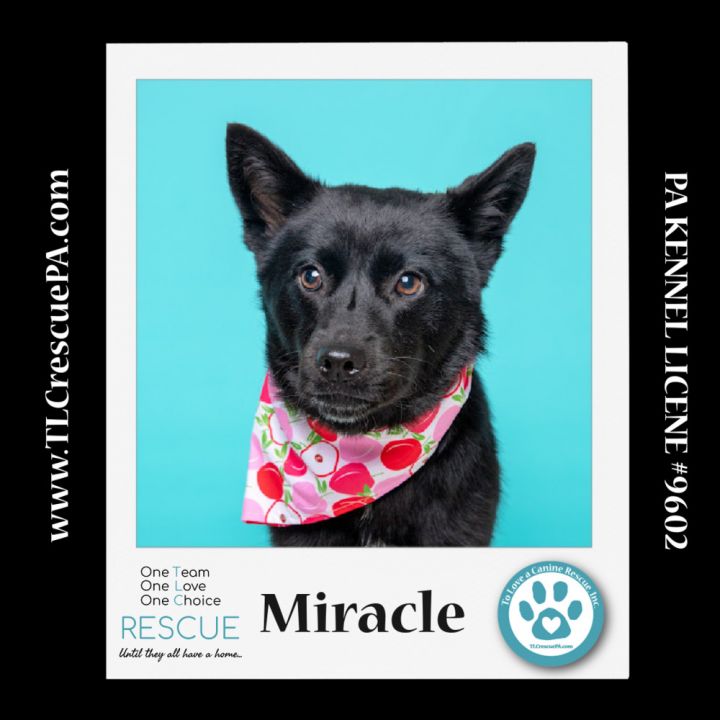 Miracle (aka Kitty) 040624 4