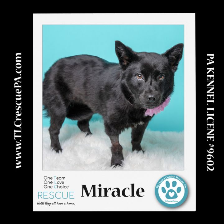 Miracle (aka Kitty) 040624 5