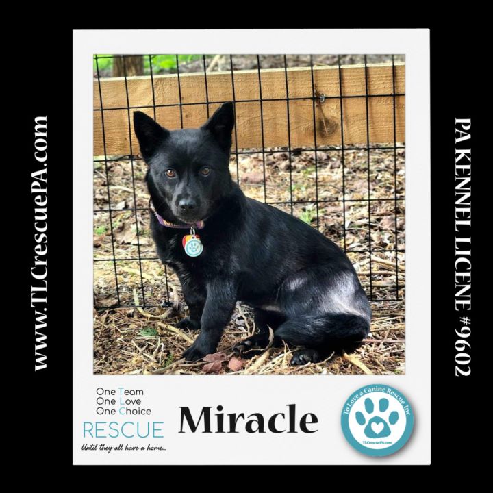 Miracle (aka Kitty) 040624 6
