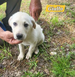 Giallo Great Pyrenees Dog