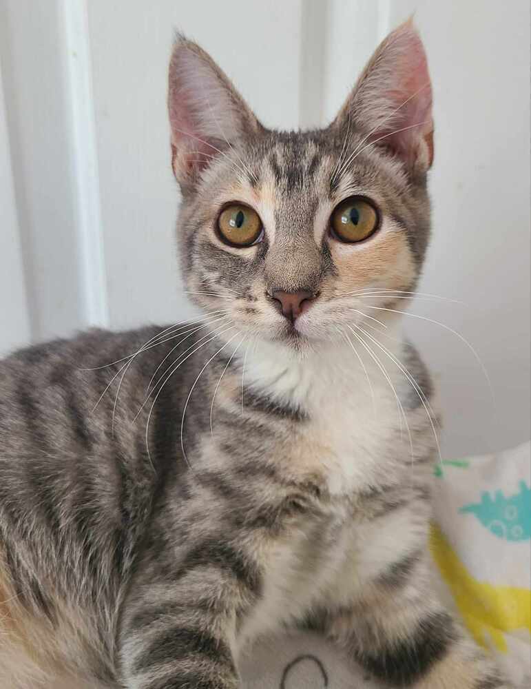 Alice, an adoptable Domestic Short Hair in Salinas, CA, 93905 | Photo Image 1