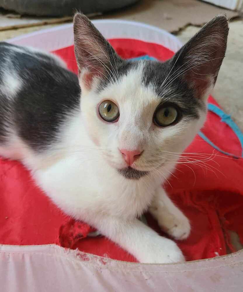 Doc, an adoptable Domestic Short Hair in Salinas, CA, 93905 | Photo Image 1