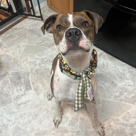 Rooster (Bently), an adoptable American Bulldog in Brainerd, MN, 56401 | Photo Image 1