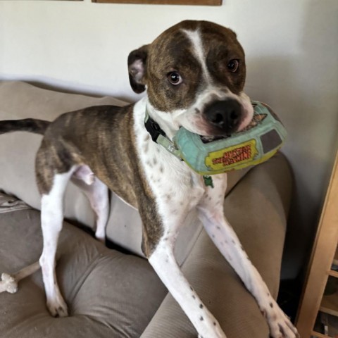 Rooster (Bently), an adoptable Pit Bull Terrier, Rottweiler in Brainerd, MN, 56401 | Photo Image 1