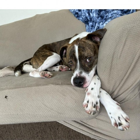 Rooster (Bently), an adoptable American Bulldog in Brainerd, MN, 56401 | Photo Image 2